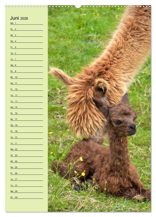 Produktbild: Alpakas zum Knuddeln gerne (hochwertiger Premium Wandkalender 2026 DIN A2 hoch), Kunstdruck in Hochglanz