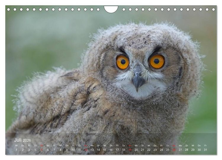 Produktbild: Eulen-Kalender (Wandkalender 2026 DIN A4 quer), CALVENDO Monatskalender