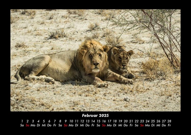 Produktbild: Tiere in der Wildnis 2025 Fotokalender DIN A3
