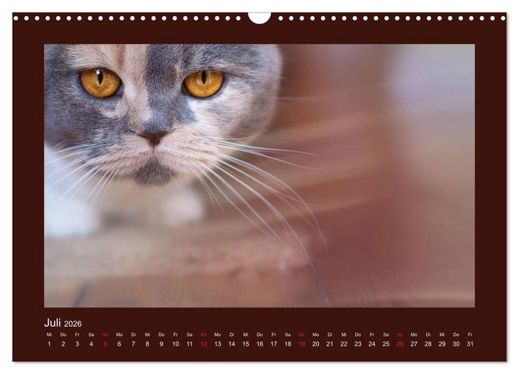 Produktbild: Britisch Kurzhaar Katzen - Poesie f&uuml;rs Auge (Wandkalender 2026 DIN A3 quer), CALVENDO Monatskalender