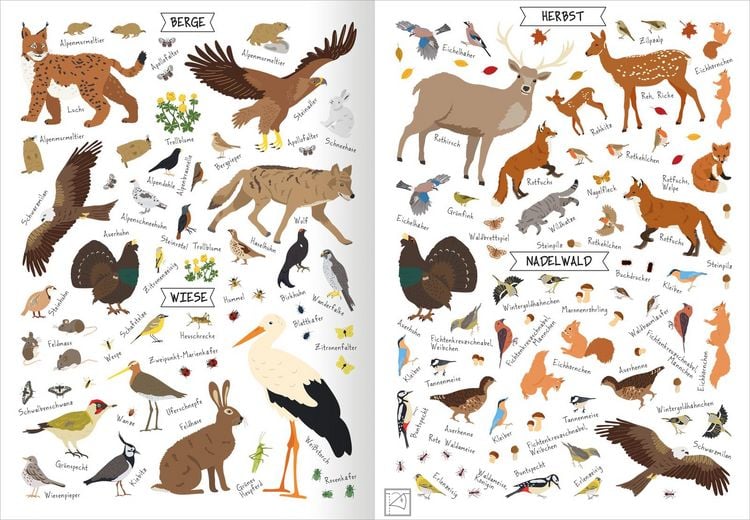 Produktbild: Naturforscher-Kids &ndash; Stickerheft Heimische Tierwelt