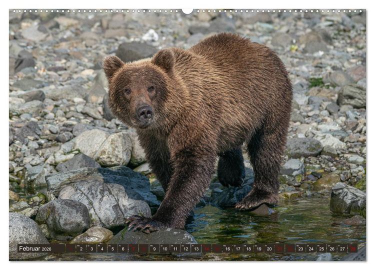 Produktbild: Grizzlyb&auml;ren im Katmai Nationalpark Alaska (Wandkalender 2026 DIN A2 quer), CALVENDO Monatskalender