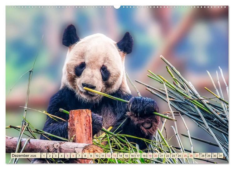 Produktbild: Niedlicher Panda (hochwertiger Premium Wandkalender 2026 DIN A2 quer), Kunstdruck in Hochglanz