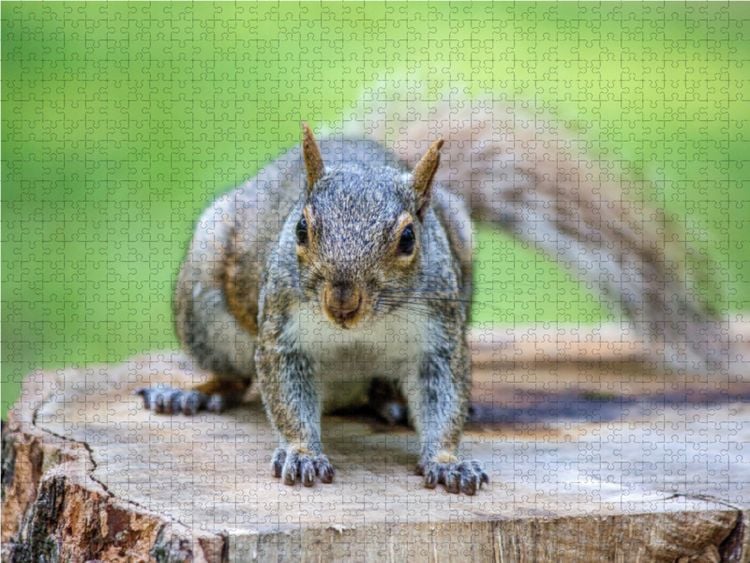 Produktbild: CALVENDO Puzzle Ein Motiv aus dem Kalender Grauh&ouml;rnchen. Die nordamerikanischen Eichh&ouml;rnchen. | 1000 Teile Lege-Gr&ouml;&szlig;e 64x48cm Foto-Puzzle f&uuml;r gl&uuml;ckliche Stunden