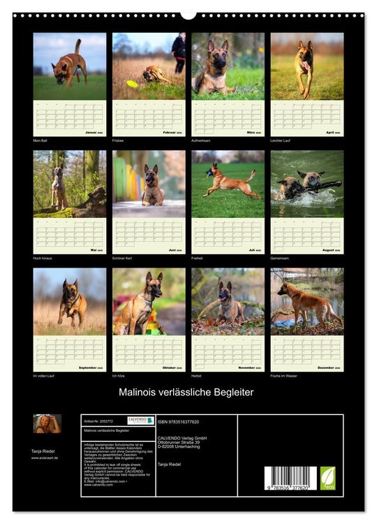 Produktbild: Malinois verl&auml;ssliche Begleiter (hochwertiger Premium Wandkalender 2026 DIN A2 hoch), Kunstdruck in Hochglanz