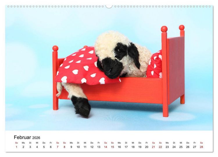 Produktbild: Walliser Schwarznasenschaf Valais Blacknose Sheep (Wandkalender 2026 DIN A2 quer), CALVENDO Monatskalender