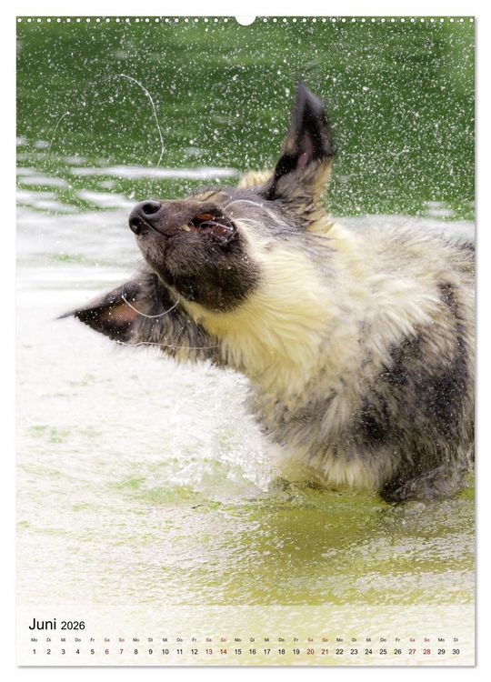 Produktbild: Witzige Hunde (hochwertiger Premium Wandkalender 2026 DIN A2 hoch), Kunstdruck in Hochglanz