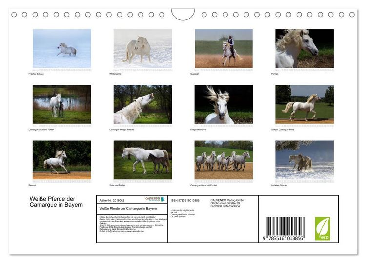 Produktbild: Wei&szlig;e Pferde der Camargue in Bayern (Wandkalender 2026 DIN A4 quer), CALVENDO Monatskalender