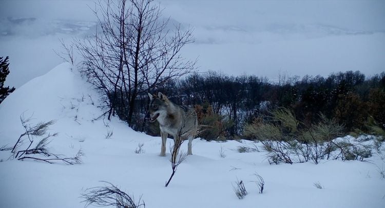 Produktbild: Wolf Walk - Auf der Spur der Wölfe