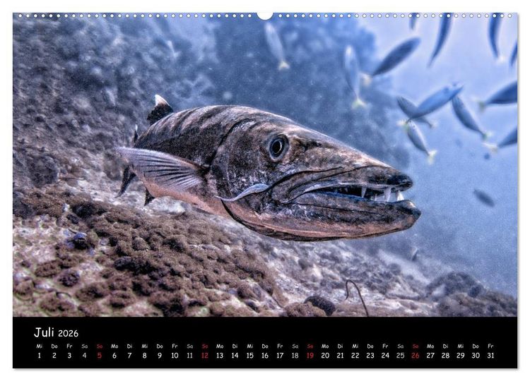 Produktbild: Die Welt unter Wasser (Wandkalender 2026 DIN A2 quer), CALVENDO Monatskalender