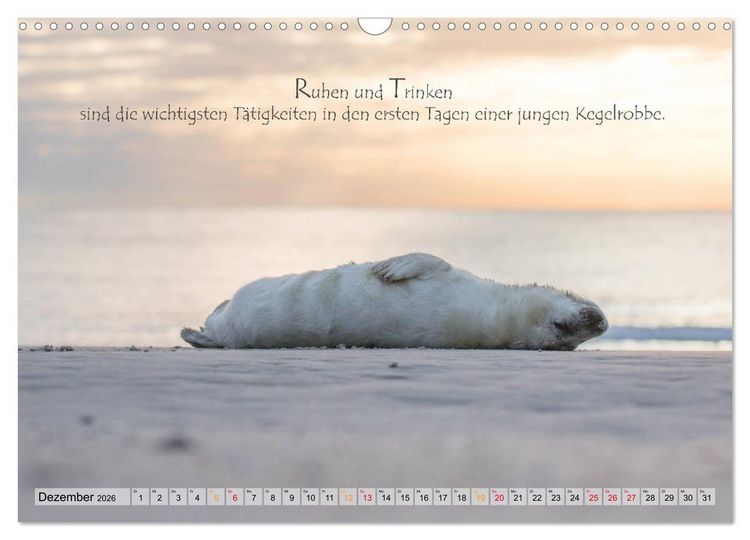 Produktbild: Kegelrobben auf der Insel D&uuml;ne (Wandkalender 2026 DIN A3 quer), CALVENDO Monatskalender