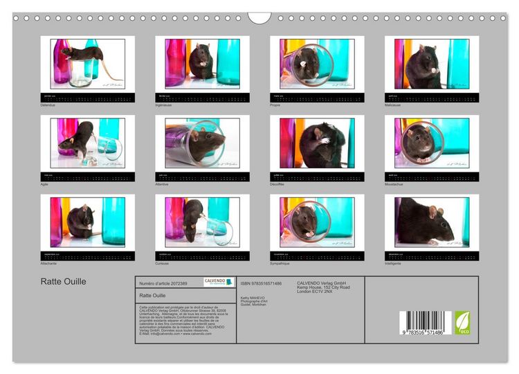 Produktbild: Ratte Ouille (Calendrier mural 2026 DIN A3 vertical), CALVENDO calendrier mensuel