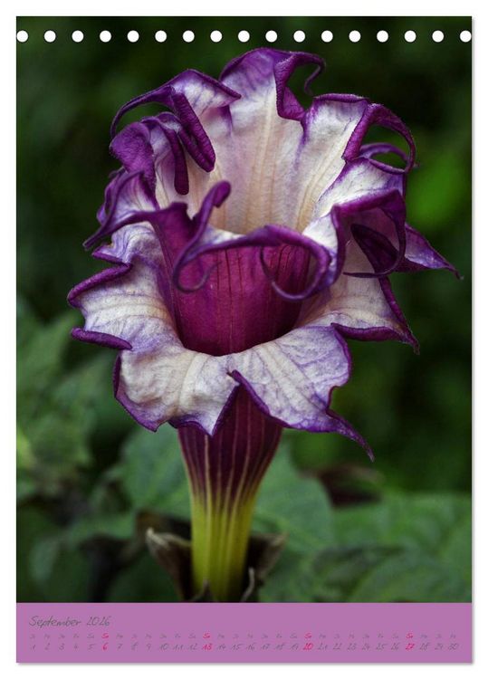 Produktbild: Brugmansia & Datura - Exotische Sch&ouml;nheiten (Tischkalender 2026 DIN A5 hoch), CALVENDO Monatskalender