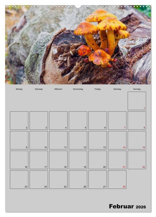 Produktbild: Quer durch die Pilze (hochwertiger Premium Wandkalender 2026 DIN A2 hoch), Kunstdruck in Hochglanz
