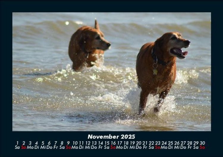 Produktbild: Der Hundekalender 2025 Fotokalender DIN A5
