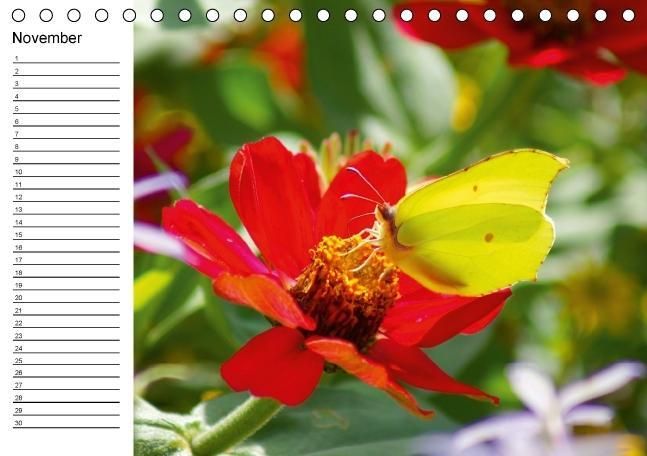Produktbild: Heimische Schmetterlinge / Geburtstagskalender (Tischkalender immerw&auml;hrend DIN A5 quer)