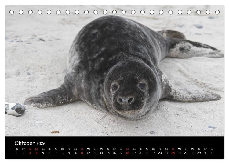 Produktbild: Kegelrobben und Seehunde (Tischkalender 2026 DIN A5 quer), CALVENDO Monatskalender