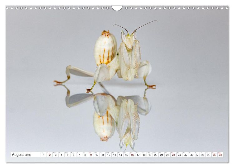 Produktbild: Queens of the Insect World (Wall Calendar 2026 DIN A3 landscape), CALVENDO 12 Month Wall Calendar