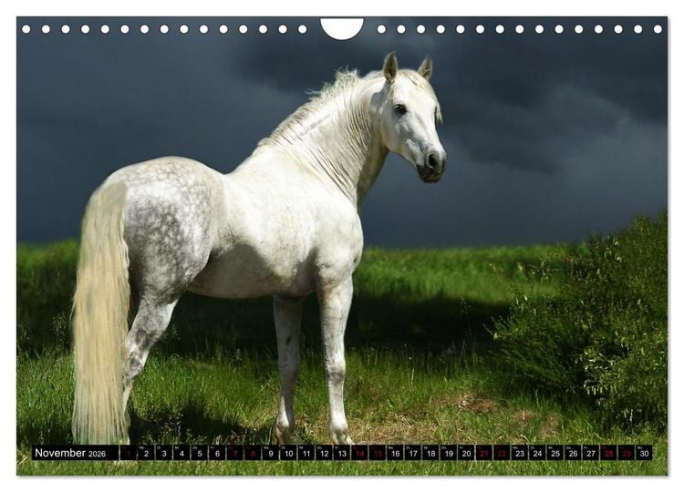 Produktbild: Dein Freund, dein Pferd (Wandkalender 2026 DIN A4 quer), CALVENDO Monatskalender