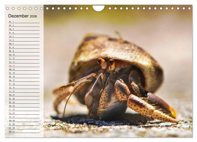 Produktbild: Krabben. Witzige Monster (Wandkalender 2026 DIN A4 quer), CALVENDO Monatskalender
