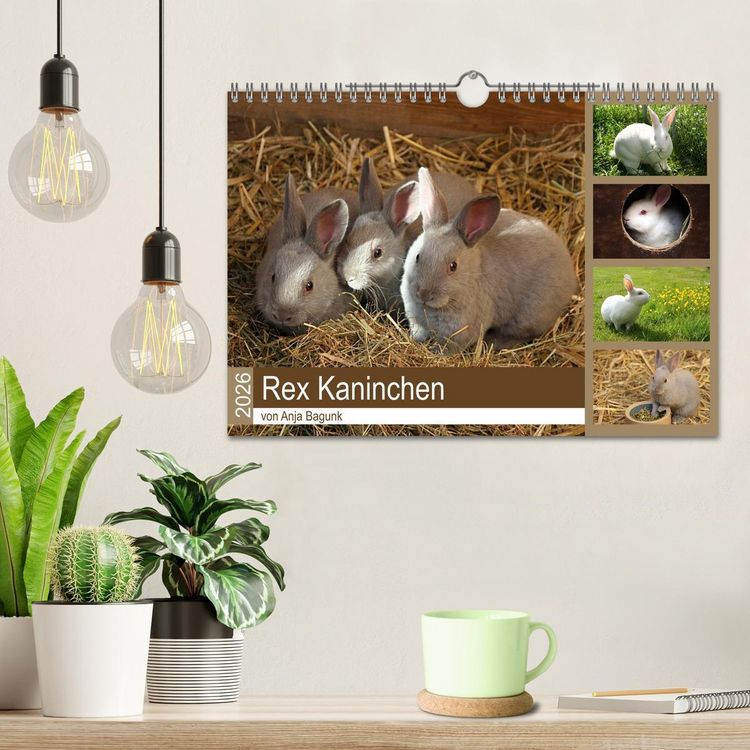 Produktbild: Rex - Kaninchen (Wandkalender 2026 DIN A4 quer), CALVENDO Monatskalender
