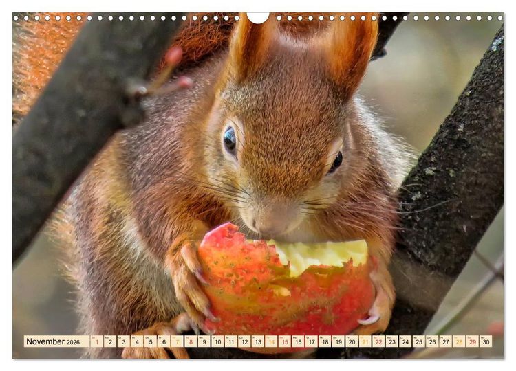 Produktbild: Eichh&ouml;rnchen - immer wieder s&uuml;&szlig; (Wandkalender 2026 DIN A3 quer), CALVENDO Monatskalender