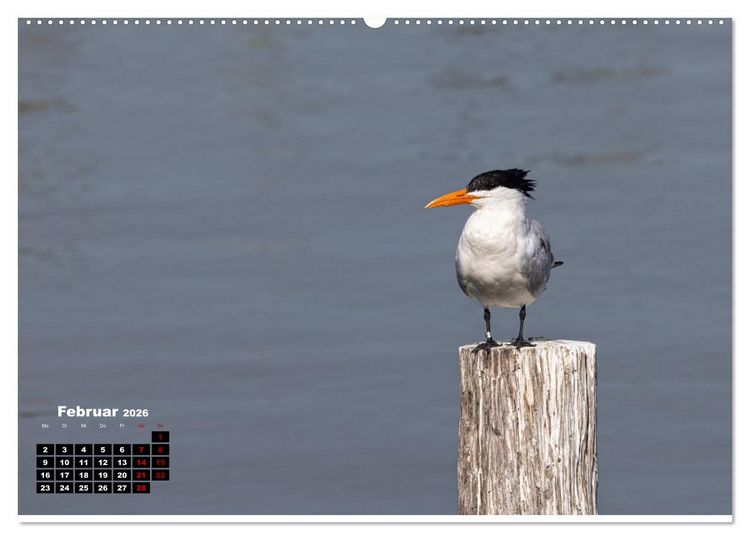 Produktbild: Floridas wunderbare Vogelwelt (hochwertiger Premium Wandkalender 2026 DIN A2 quer), Kunstdruck in Hochglanz