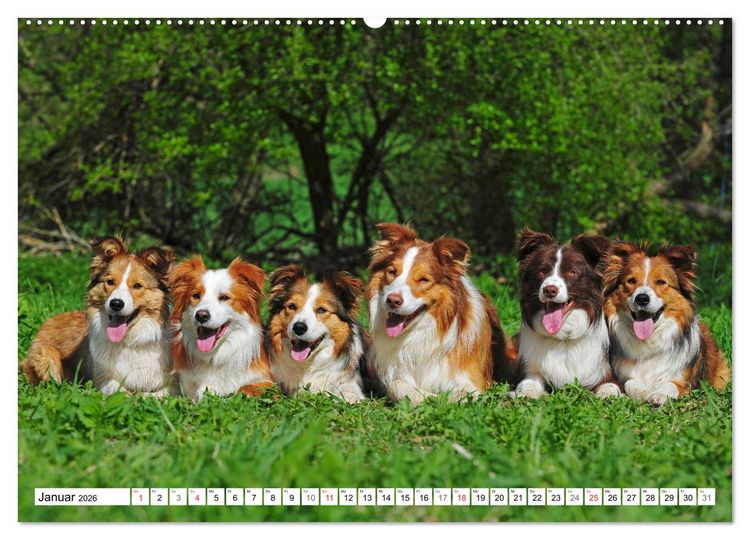 Produktbild: Traumhund Border Collie (hochwertiger Premium Wandkalender 2026 DIN A2 quer), Kunstdruck in Hochglanz