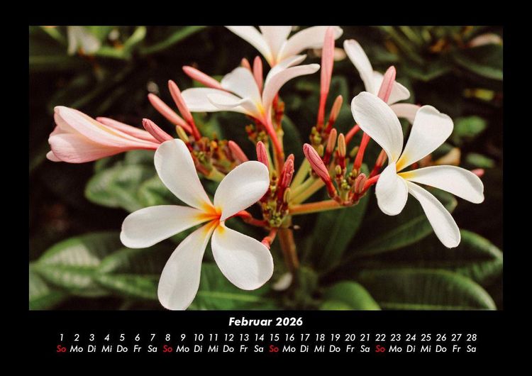 Produktbild: Blumenzauber 2026 Fotokalender DIN A3