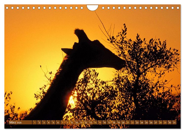Produktbild: Giraffen: Die afrikanischen Riesen mit Weitblick (Wandkalender 2026 DIN A4 quer), CALVENDO Monatskalender
