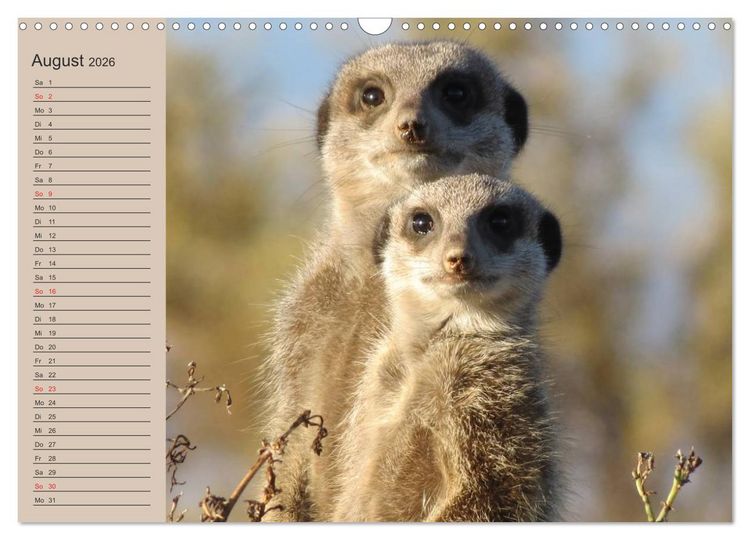 Produktbild: Erdm&auml;nnchen (Wandkalender 2026 DIN A3 quer), CALVENDO Monatskalender