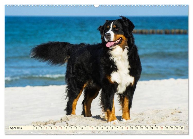 Produktbild: Berner Sennenhunde am Strand (hochwertiger Premium Wandkalender 2026 DIN A2 quer), Kunstdruck in Hochglanz