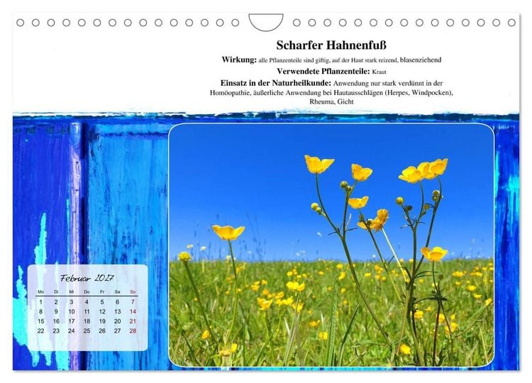 Produktbild: Gesundheit vor deiner Haust&uuml;re - Heilpflanzen am Alpenrand - Wirkung, Anwendungsbereiche und Teezubereitung (Wandkalender 2027 DIN A4 quer), CALVENDO Monatskalender