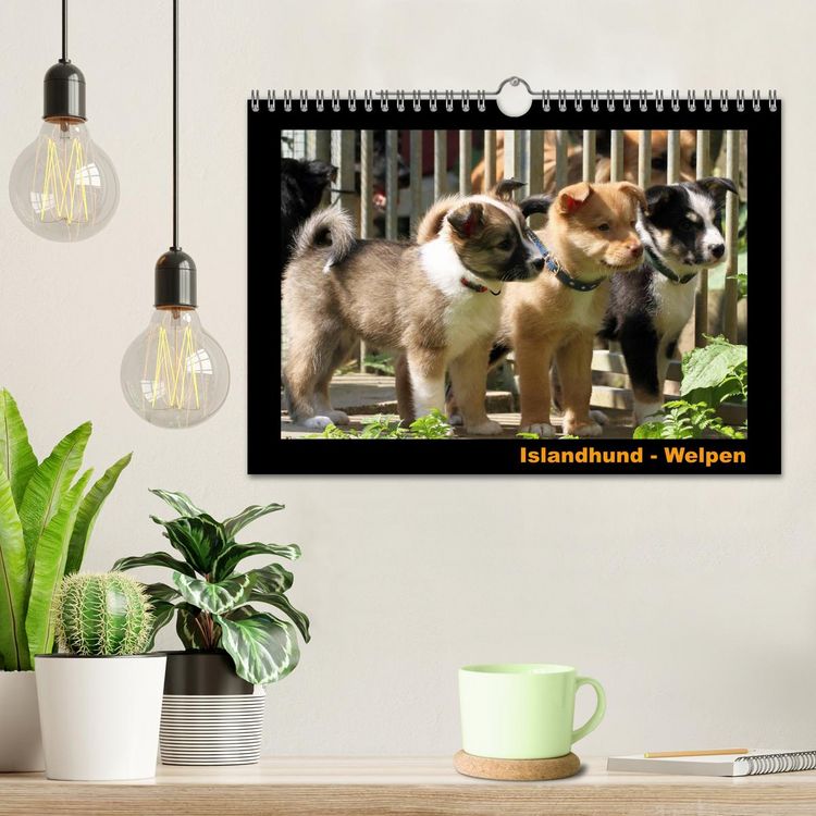 Produktbild: Islandhund - Welpen / CH-Version (Wandkalender 2026 DIN A4 quer), CALVENDO Monatskalender