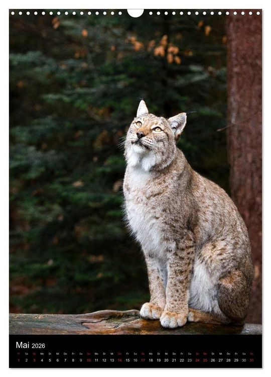 Produktbild: Der Luchs - Europas gr&ouml;&szlig;te Samtpfote (Wandkalender 2026 DIN A3 hoch), CALVENDO Monatskalender