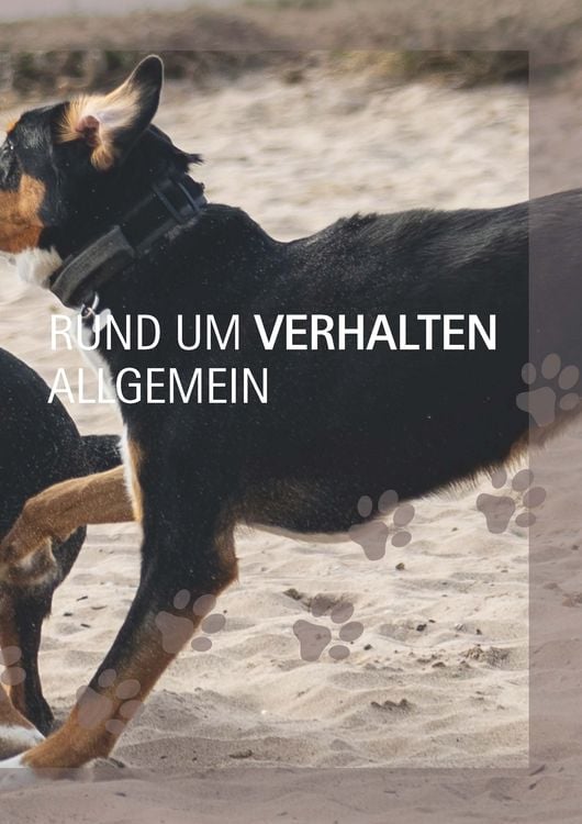 Produktbild: Ein Hund und 1000 Fragen