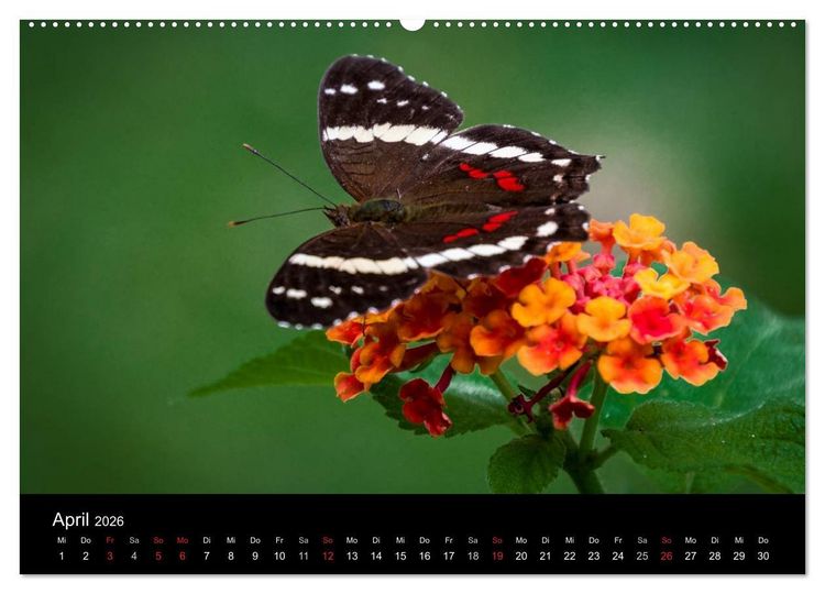 Produktbild: Costa Rica. Faszinierende Tierwelt (hochwertiger Premium Wandkalender 2026 DIN A2 quer), Kunstdruck in Hochglanz