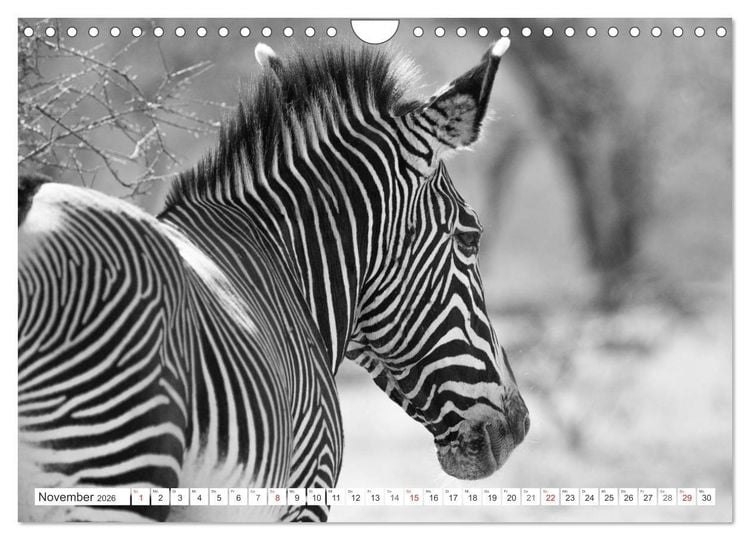 Produktbild: Emotionale Momente: Zebras - black & white. (Wandkalender 2026 DIN A4 quer), CALVENDO Monatskalender