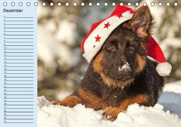 Produktbild: Der Schäferhunde-Geburtstagskalender (Tischkalender immerwährend DIN A5 quer)