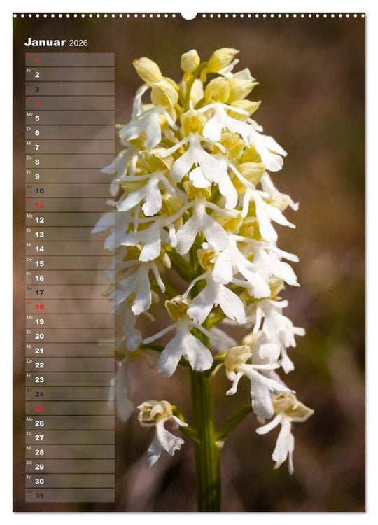 Produktbild: Auf der Suche nach Orchideen in Deutschland (Wandkalender 2026 DIN A2 hoch), CALVENDO Monatskalender