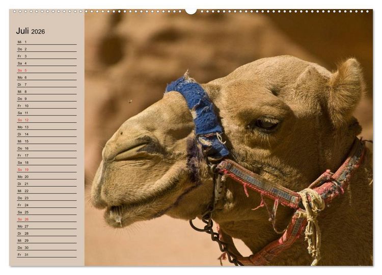 Produktbild: Kamele in der W&uuml;stensonne (hochwertiger Premium Wandkalender 2026 DIN A2 quer), Kunstdruck in Hochglanz