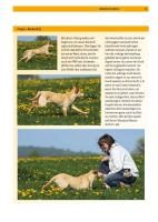 Produktbild: Hundeschule
