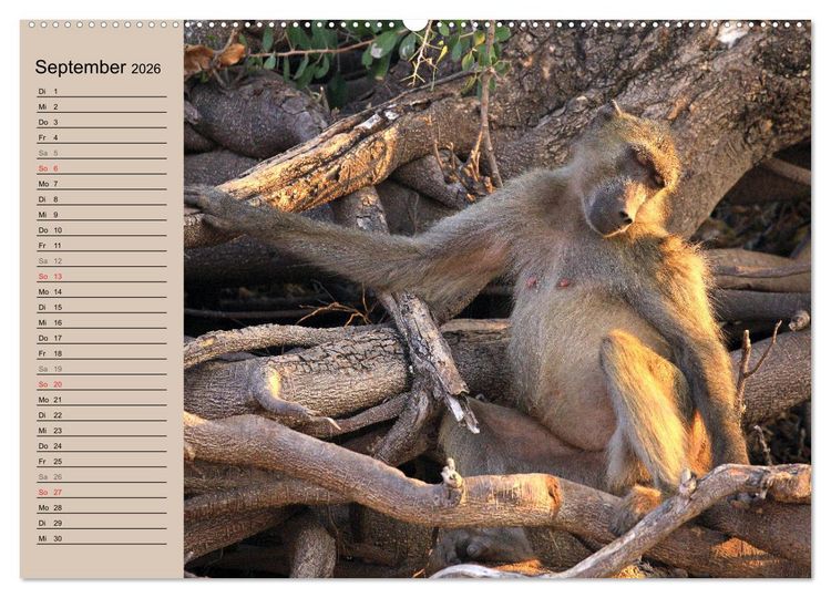 Produktbild: Affen in Afrika (Wandkalender 2026 DIN A2 quer), CALVENDO Monatskalender