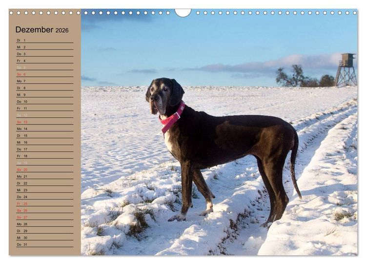 Produktbild: Deutsche Doggen - Sanfte Riesen (Wandkalender 2026 DIN A3 quer), CALVENDO Monatskalender