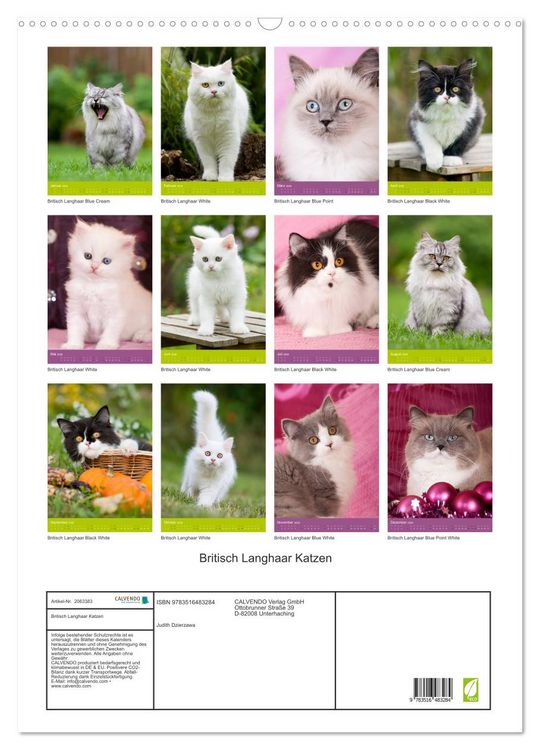Produktbild: Britisch Langhaar Katzen (Wandkalender 2026 DIN A2 hoch), CALVENDO Monatskalender