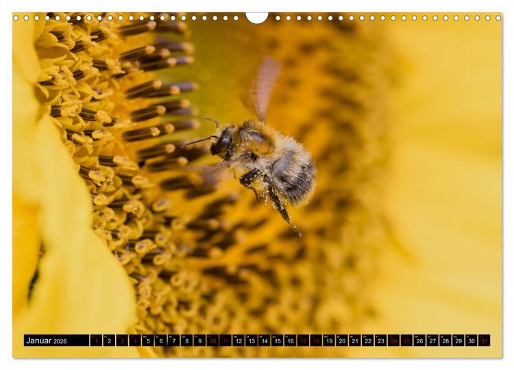 Produktbild: Hummeln - Flugaufnahmen eines faszinierenden Insekts (Wandkalender 2026 DIN A3 quer), CALVENDO Monatskalender