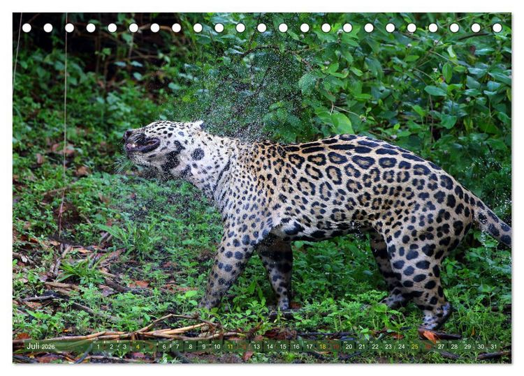 Produktbild: Jaguare im Pantanal (Tischkalender 2026 DIN A5 quer), CALVENDO Monatskalender