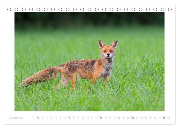 Produktbild: Der Rotfuchs (Tischkalender 2026 DIN A5 quer), CALVENDO Monatskalender