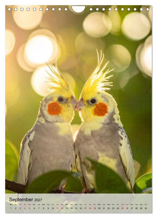 Produktbild: Cockatiel Dreams (Wall Calendar 2027 DIN A4 portrait), CALVENDO 12 Month Wall Calendar