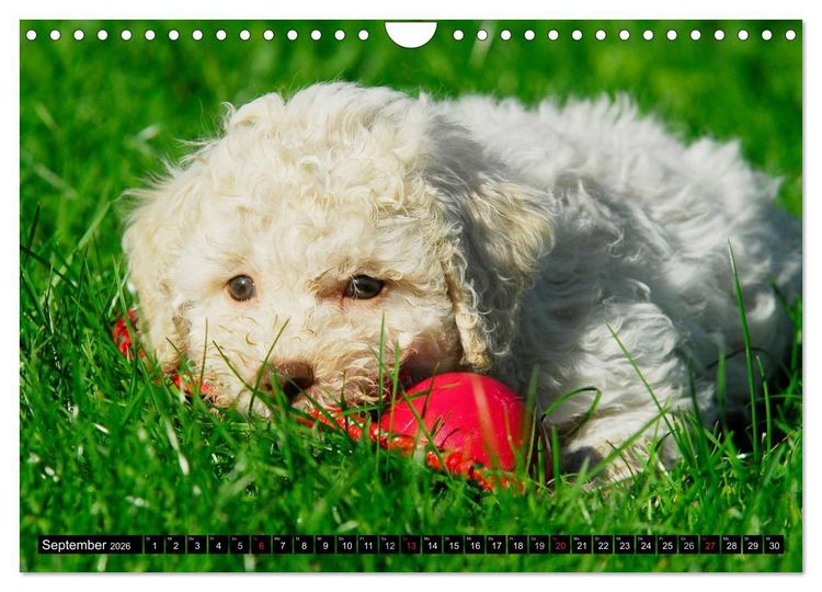Produktbild: Lagotto Romagnolo - Italienischer Tr&uuml;ffelhund (Wandkalender 2026 DIN A4 quer), CALVENDO Monatskalender